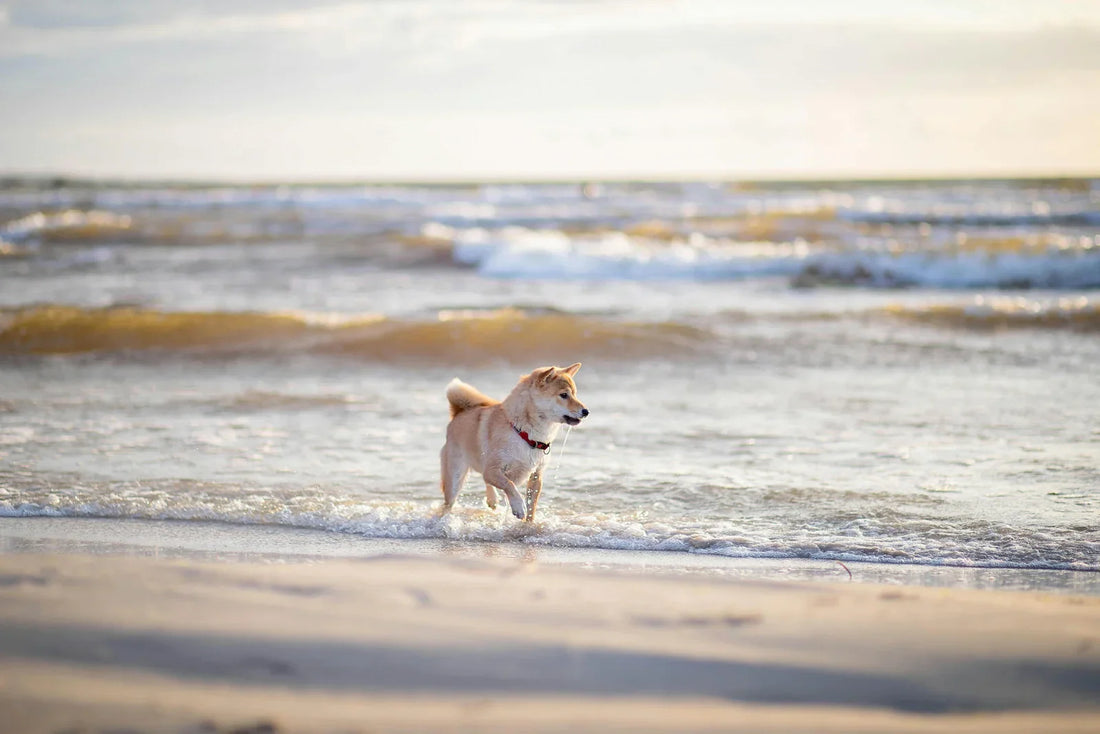Partir en vacances avec son chien : Le guide ultime pour voyager l'esprit tranquille