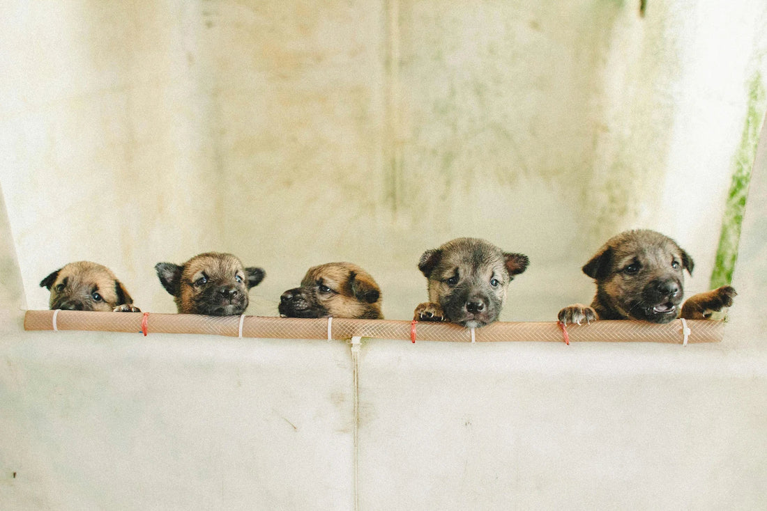 Collier pour Chiot : À quel âge et quel poids commencer ?