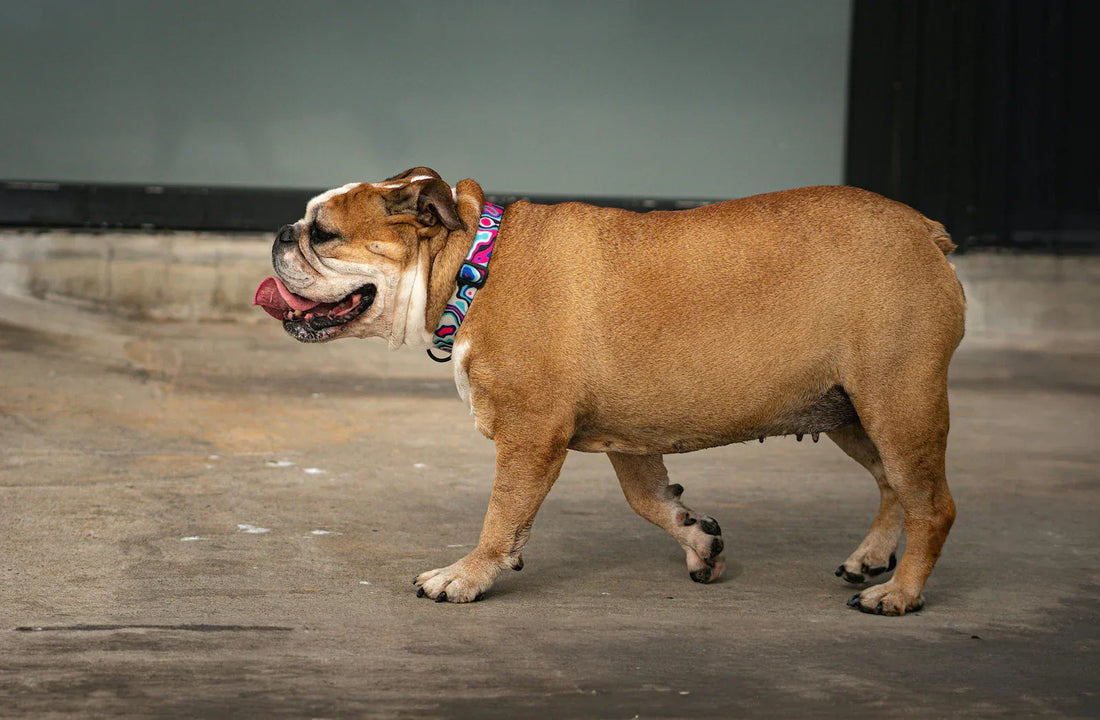 Signification de la couleur du collier de votre chien : Ce qu’elle dit de lui aux autres