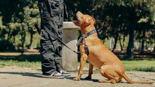 Mécanisme du collier de dressage pour chien : L'art du rappel pavlovien sans douleur