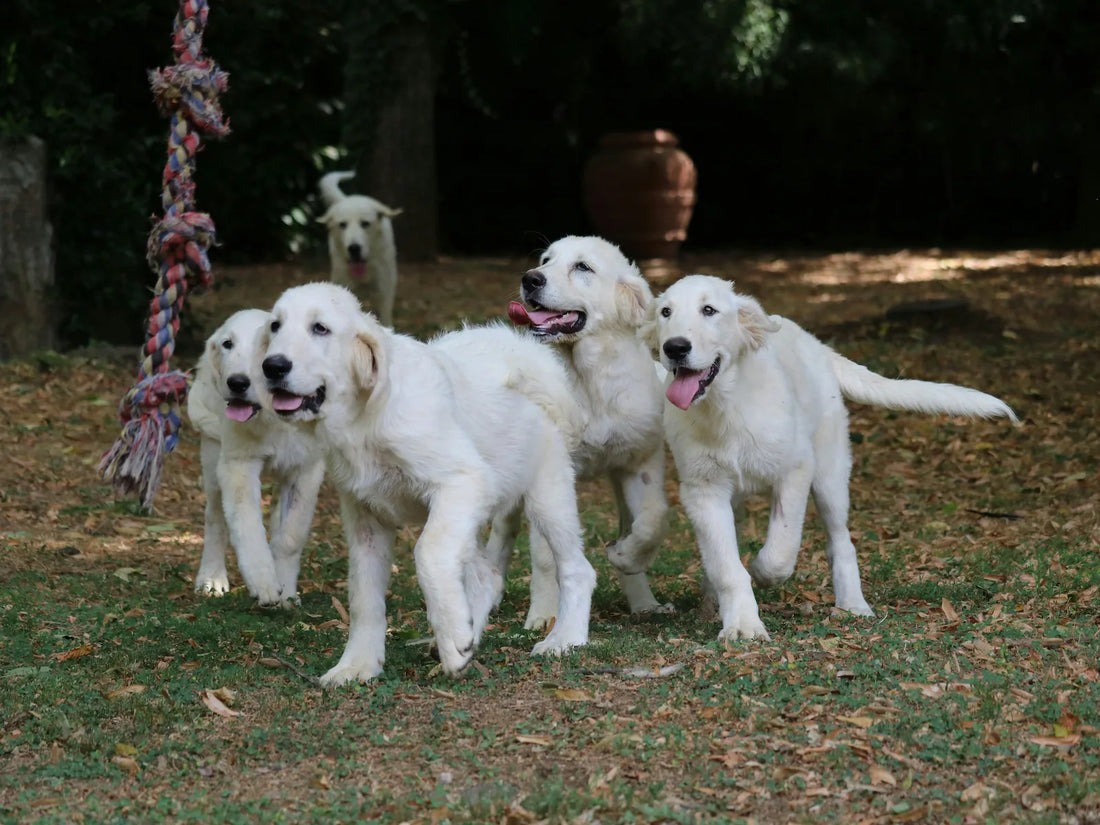Timing éducation canine : L'impact des millisecondes