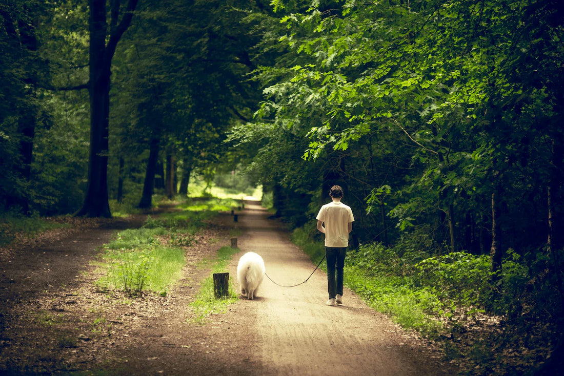 homme se promenant en forêt en été