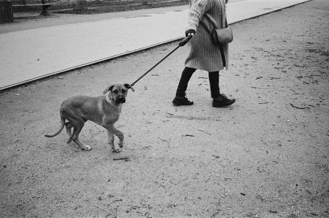 Apprendre la marche en laisse : Stop au chien qui tire !