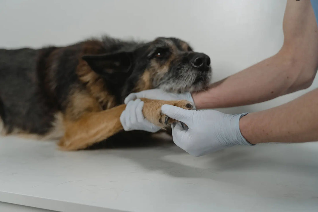 Blessure ou accident : comment utiliser votre laisse comme muselière de secours