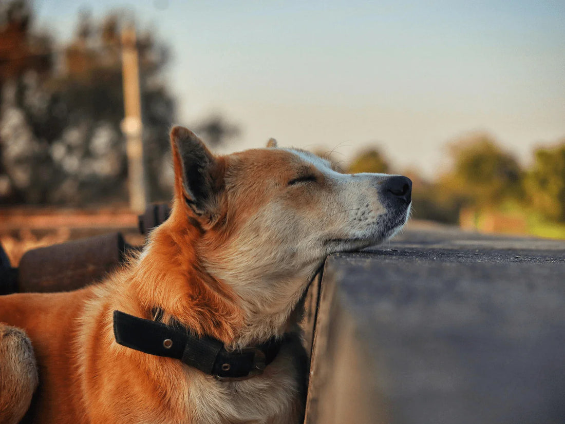 chien apaisé et détendu