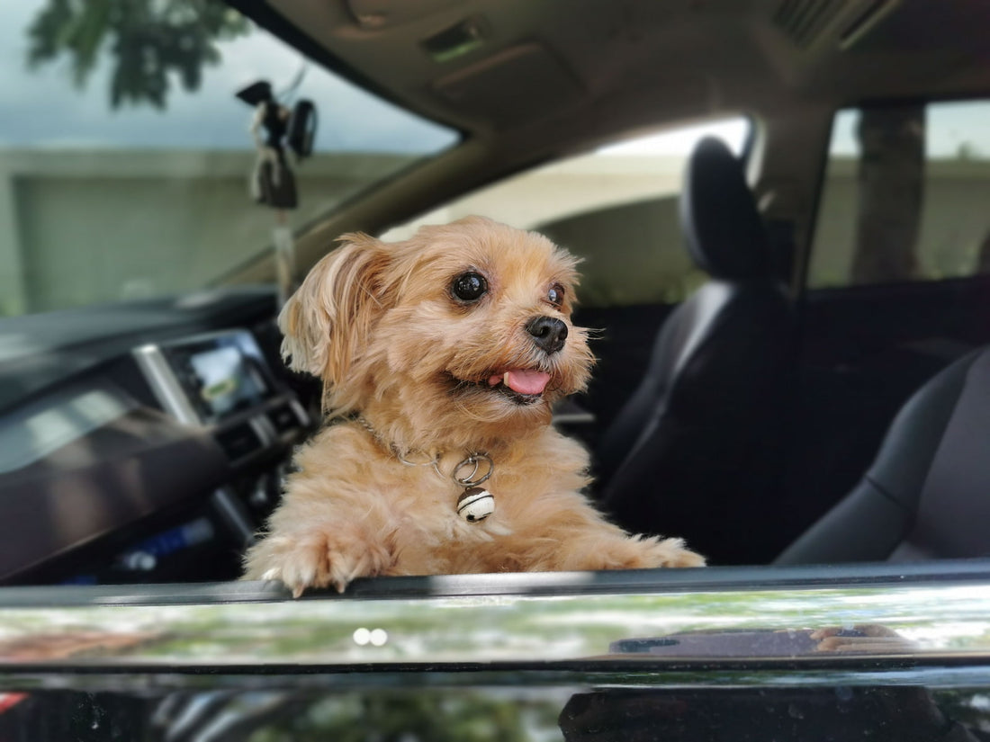Friction des métaux et ultrasons : Les boucles en acier bas de gamme génèrent-elles des bruits stressants pour l'audition canine ?