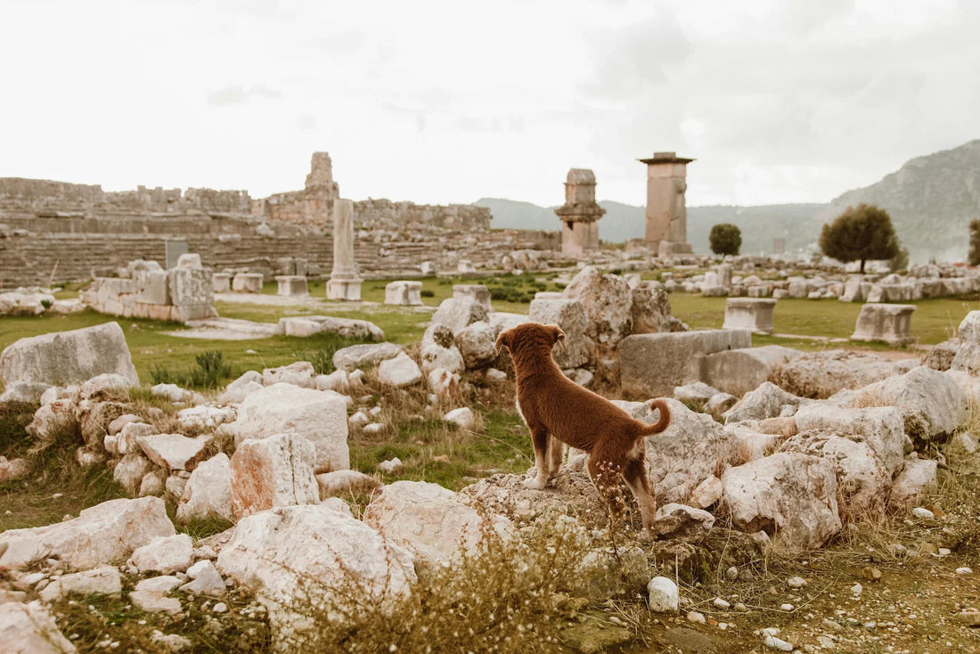 De l’Antiquité à nos jours : Comment l'archéologie retrace l’évolution du collier pour chien ?
