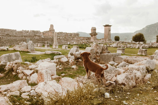 De l’Antiquité à nos jours : Comment l'archéologie retrace l’évolution du collier pour chien ?