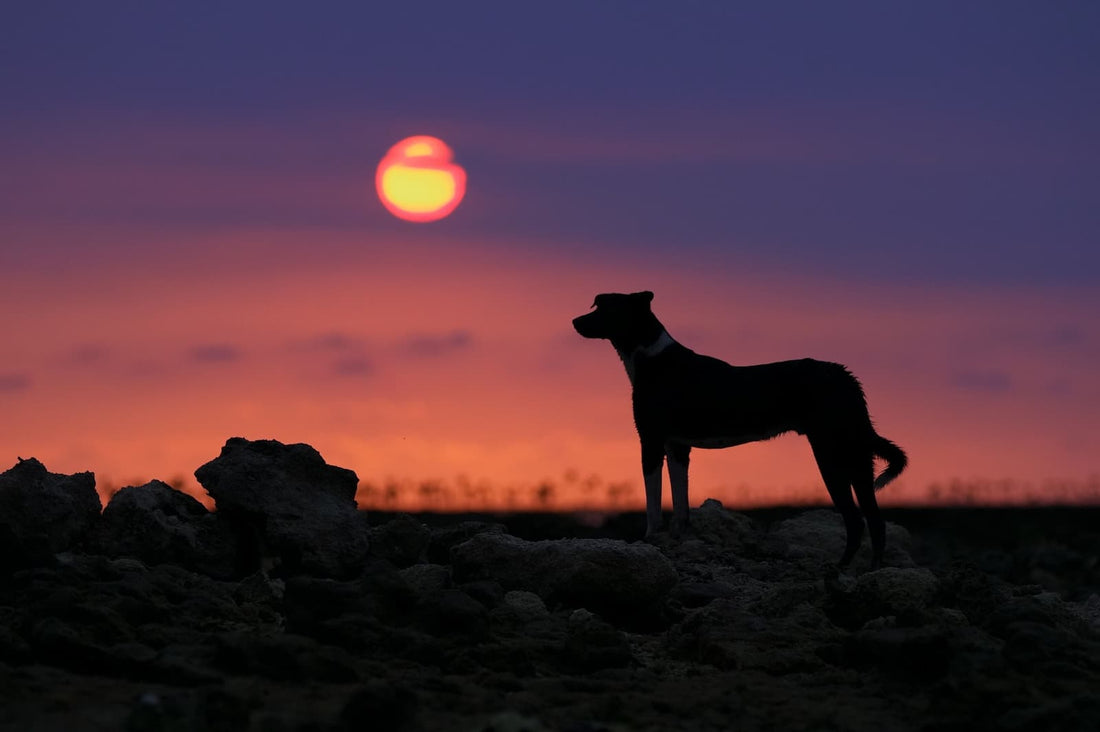 Rouge invisible, bleu éclatant : quelle couleur de LED votre chien voit-il vraiment la nuit ?