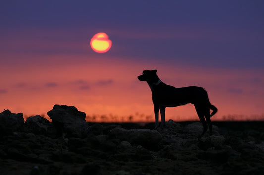 Rouge invisible, bleu éclatant : quelle couleur de LED votre chien voit-il vraiment la nuit ?