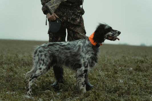 Pourquoi le cerveau d'un chasseur identifie-t-il un collier fluo en une fraction de seconde ?