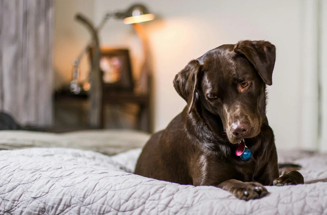Les 5 erreurs que font tous les nouveaux propriétaires de chiens avec le collier