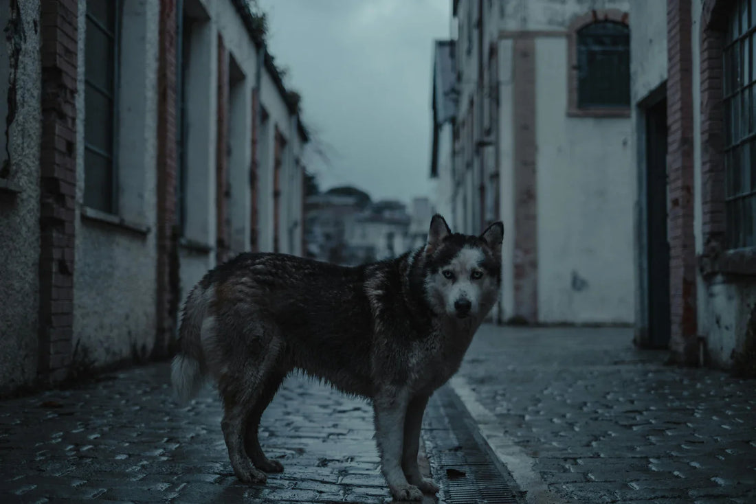 Peut-on laisser le GPS de son chien allumé 24h/24 ? Sécurité & Batterie