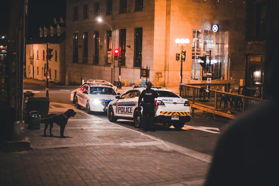 Loi 2026 : Le collier est-il (vraiment) obligatoire pour votre chien en public ?