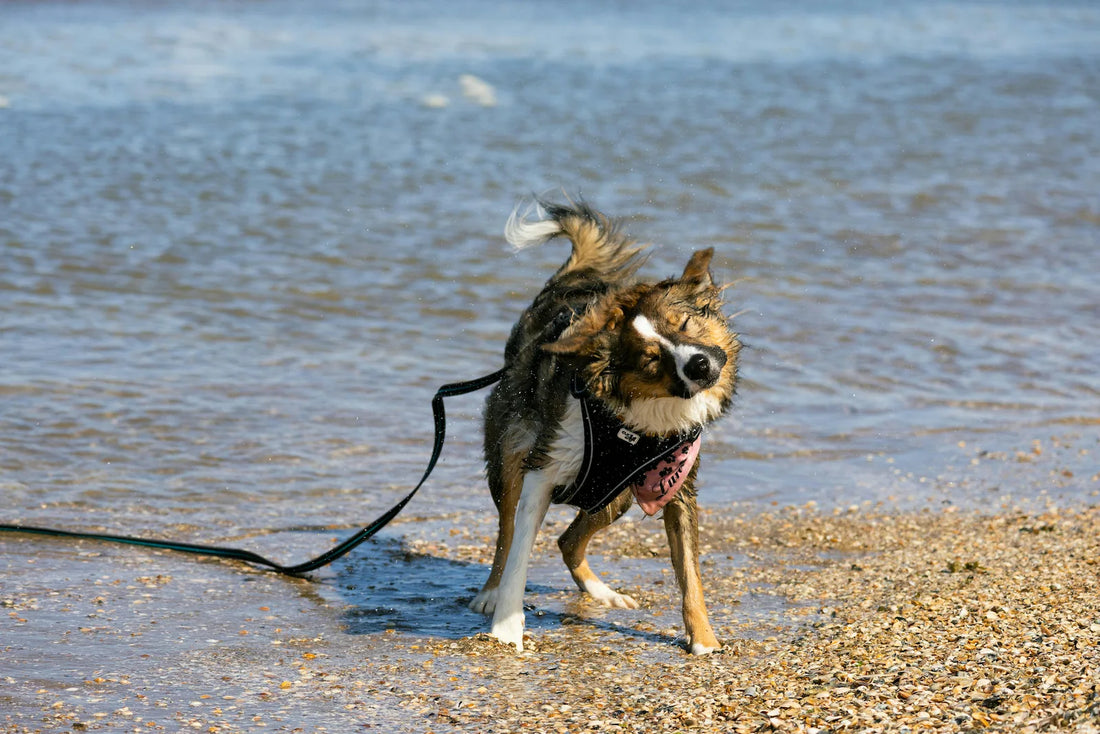 Pourquoi votre chien se secoue-t-il juste après que vous lui ayez enlevé son collier ?