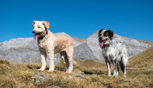 Chien en hyperthermie : pourquoi retirer le collier est un geste vital