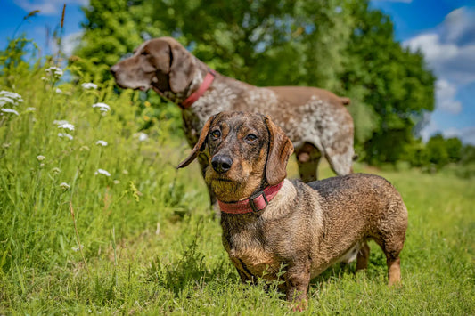 Accessoires canins : le produit le plus écologique est celui que vous ne rachèterez pas