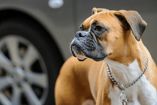 Le mécanisme de la martingale : La physique anti-fuite du chien qui recule