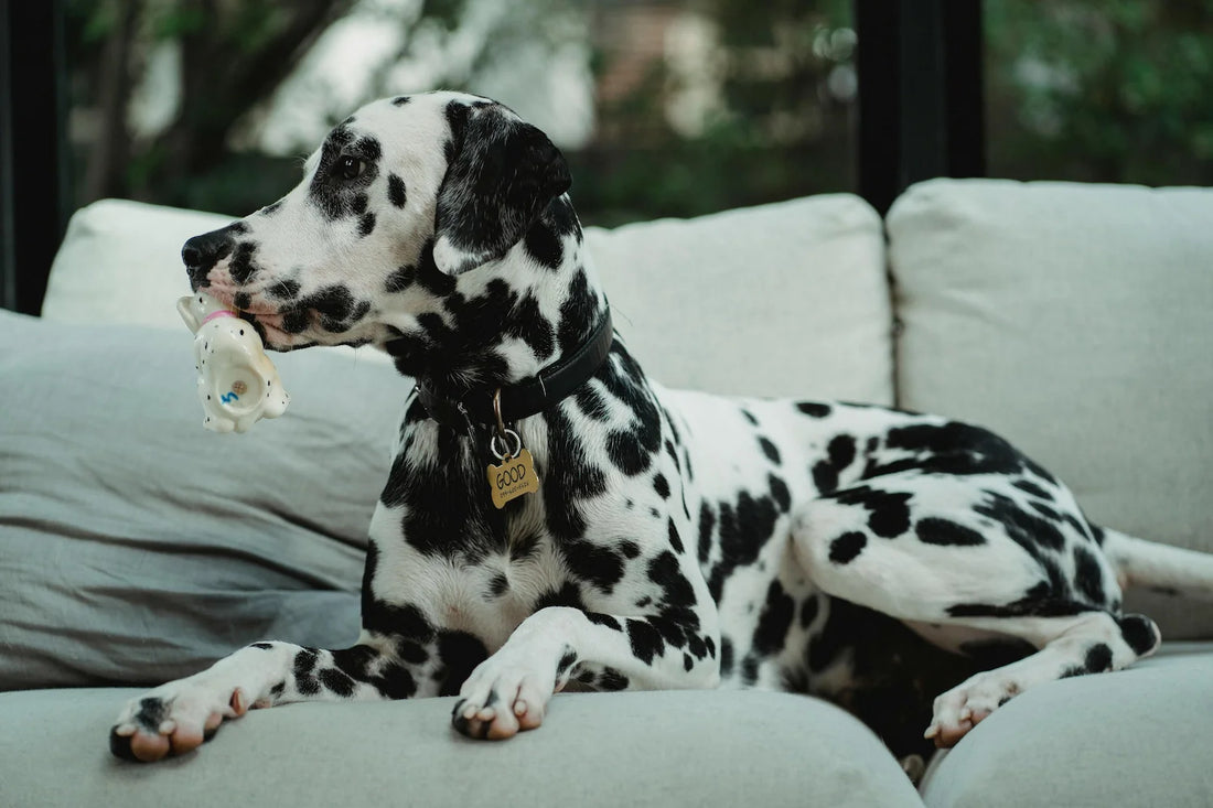 Dalmatien sur un canapé avec un joli collier