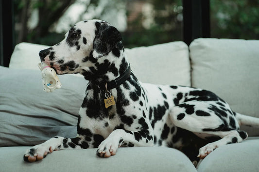Dalmatien sur un canapé avec un joli collier