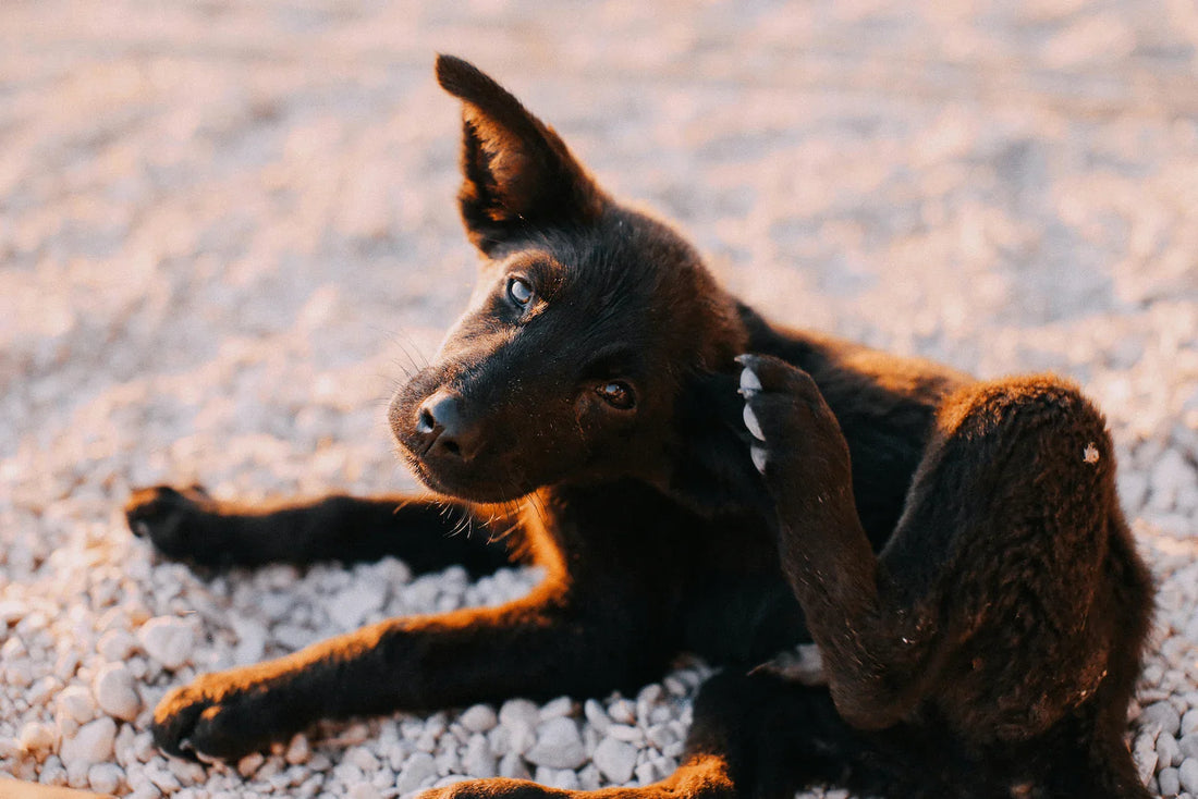 demangeaisons liee au collier du chien , image d'un chien qui se gratte