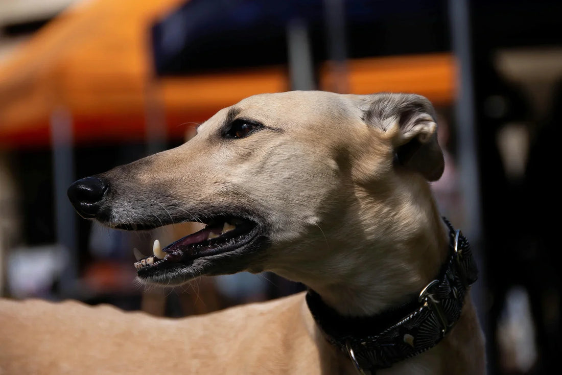 Chien avec un cou plus large que tête : Quel collier choisir ?