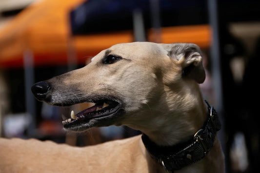 Chien avec un cou plus large que tête : Quel collier choisir ?
