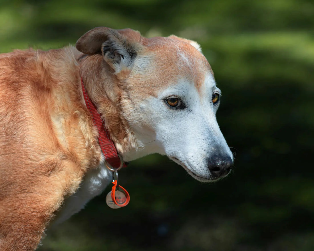 Collier personnalisé chien : guide complet et avantages