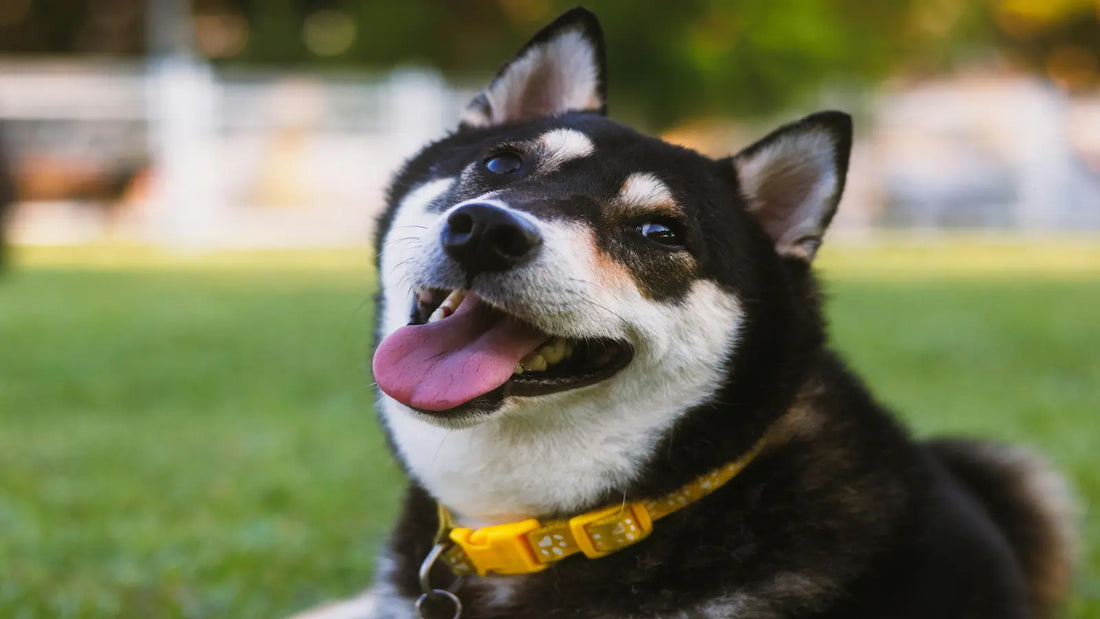 Chien portant un collier jaune dans un parc avec de l'herbe ne arrière plan