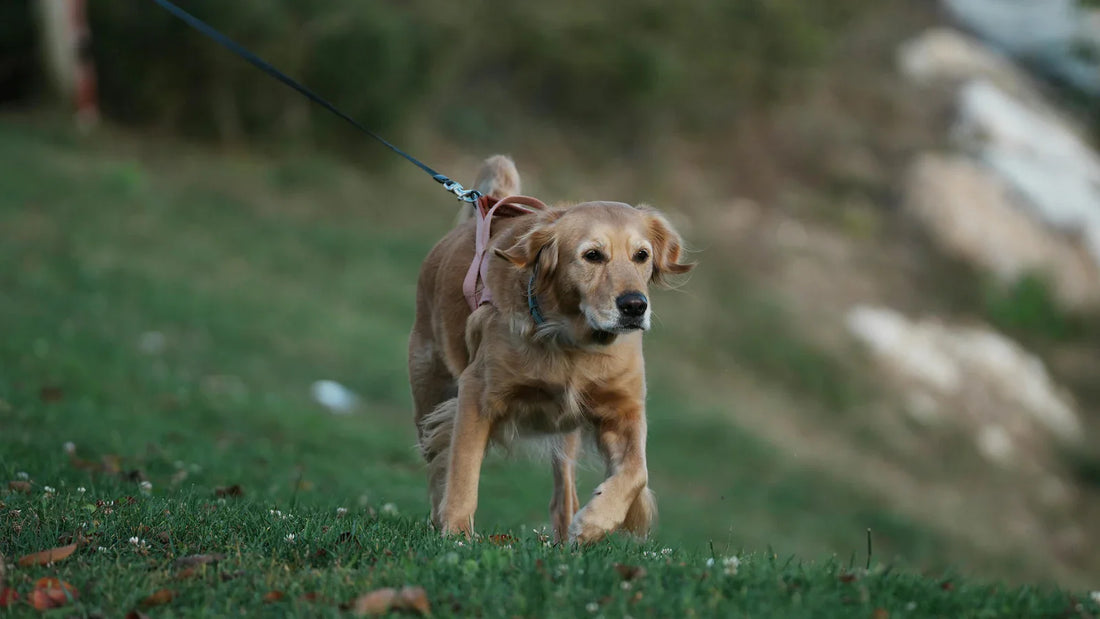 Micro-traumatismes Chien : Pourquoi éviter les saccades ?