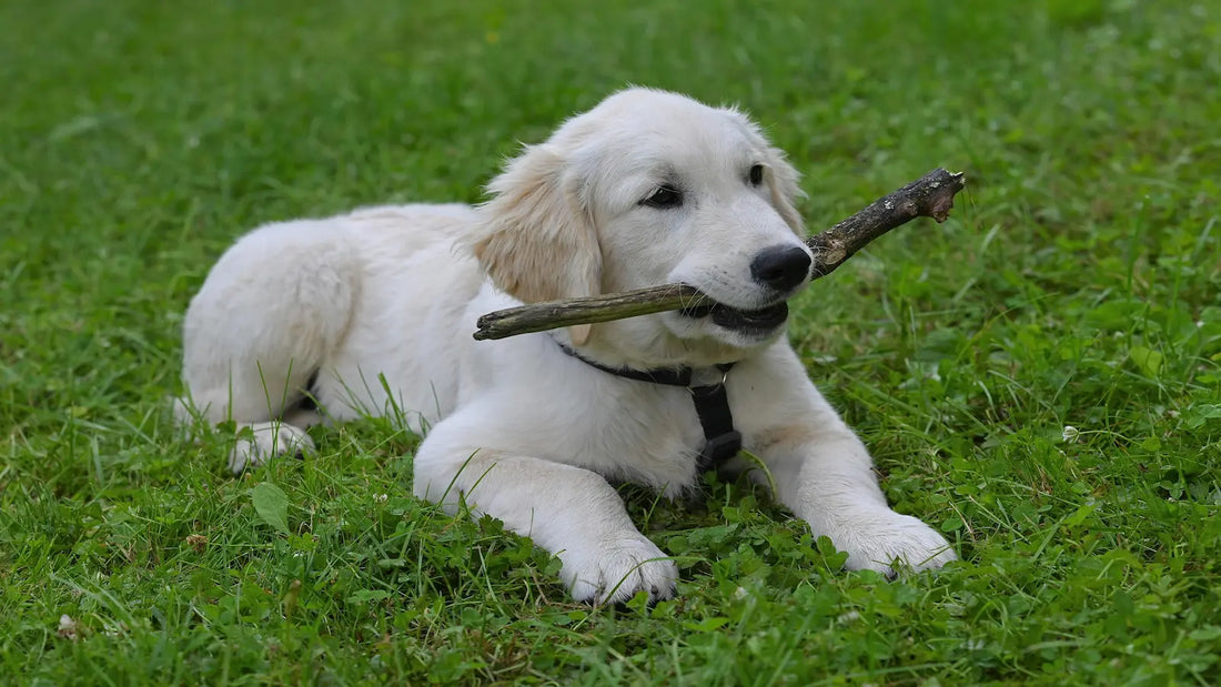 Chien blanc dans l'herbe avec un bout de bois dans sa bouche
