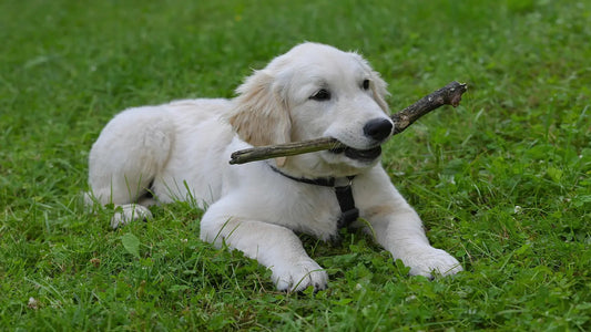 Chien blanc dans l'herbe avec un bout de bois dans sa bouche