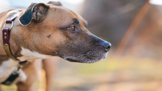 Un chien regardant à l'horizon et portant un collier marron autour de son cou.