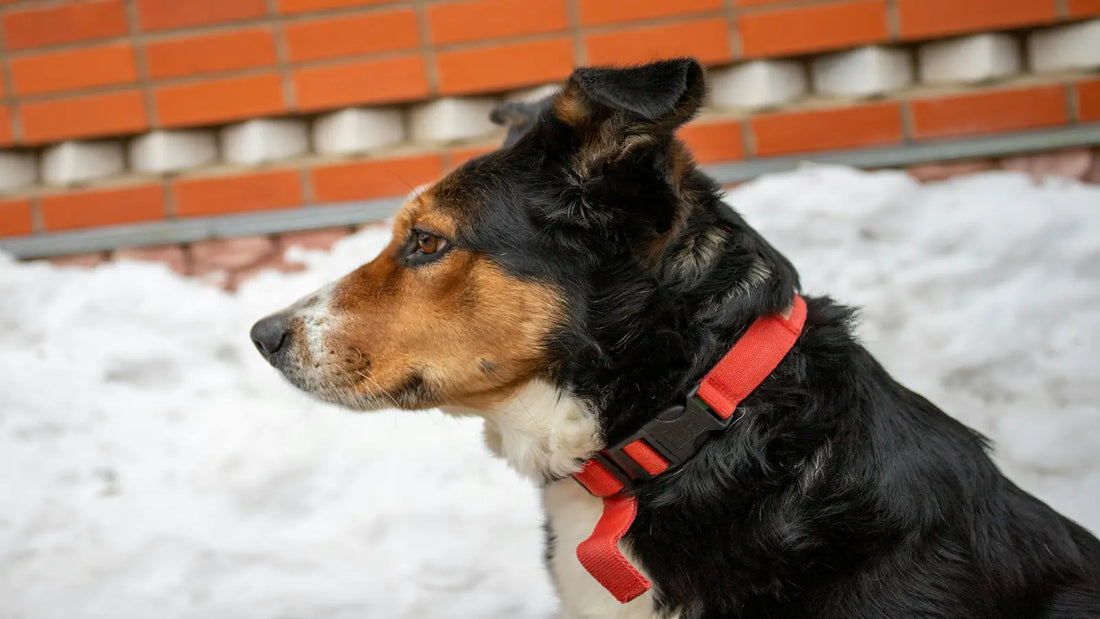 Un chien noir de profil devant la neige et portant un collier rouge