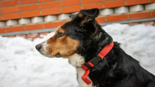 Un chien noir de profil devant la neige et portant un collier rouge