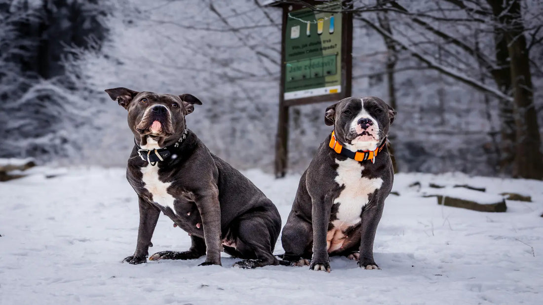 Deux chiens assis dans la neige, dont un avec un collier orange visible