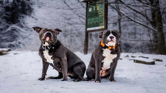 Deux chiens assis dans la neige, dont un avec un collier orange visible