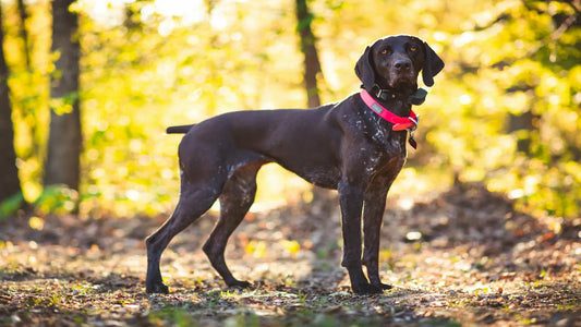 Comment fonctionne un collier GPS pour chien ?