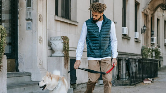Collier ou harnais pour chien : que choisir ?