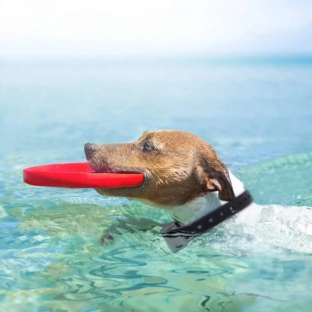 Colliers de dressage & rappel