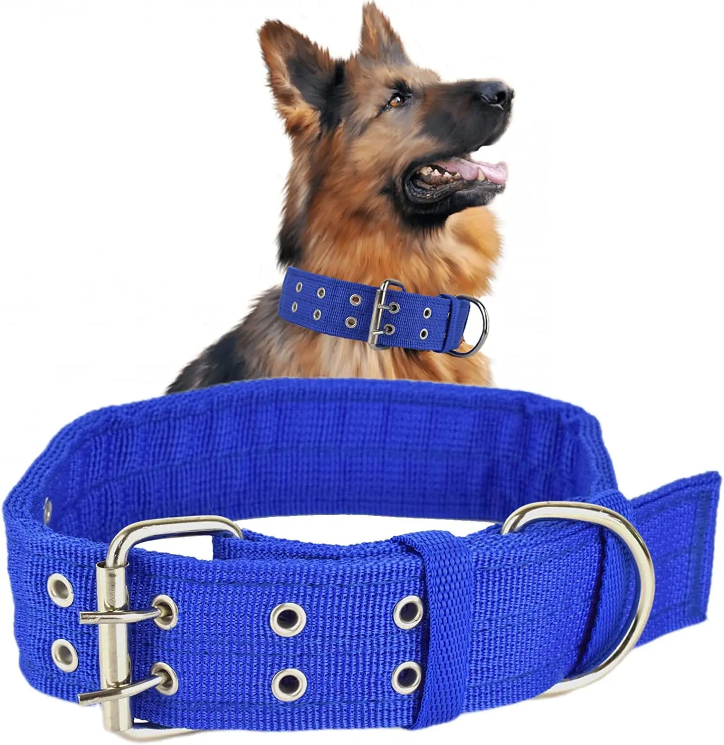 Berger allemand avec collier large bleu à boucle métal double rangée sur fond blanc.