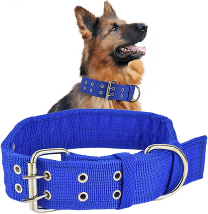 Berger allemand avec collier large bleu à boucle métal double rangée sur fond blanc.