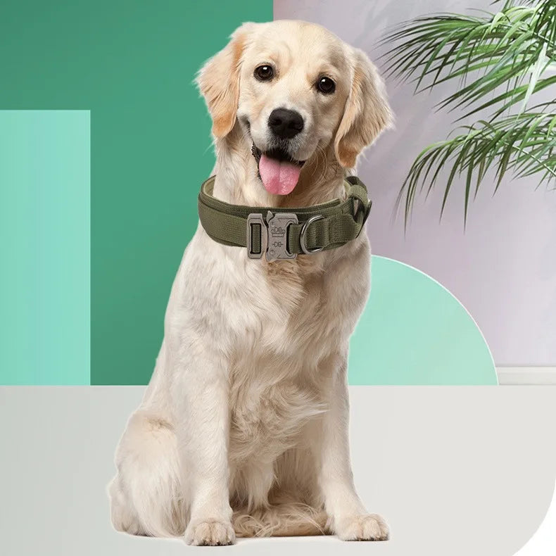 Golden retriever assis équipé d’un collier d’entraînement tactique rembourré coloris vert.