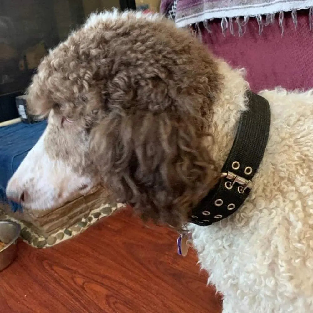 Vue portée d’un collier large noir sur un chien au pelage bouclé.