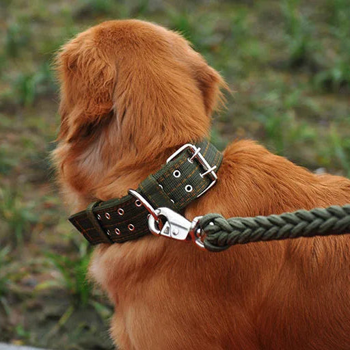 Golden retriever vu de dos avec laisse fixée à un collier tactique large kaki.