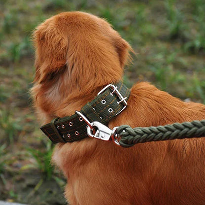 Golden retriever vu de dos avec laisse fixée à un collier tactique large kaki.