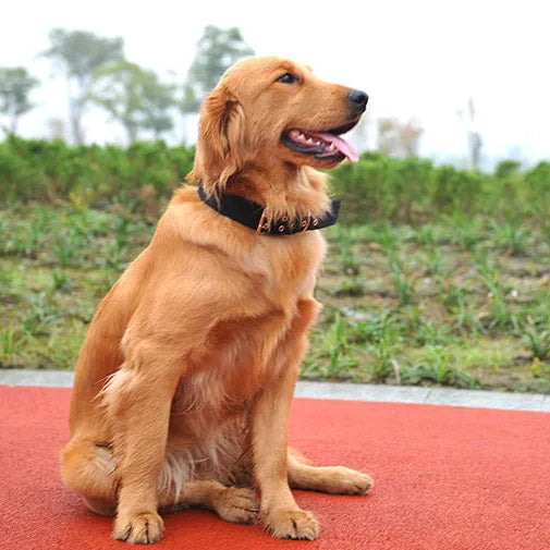 Golden retriever assis en extérieur portant un collier tactique large noir pour grand chien.