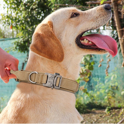 Labrador portant un collier tactique beige pendant qu’une main tient la poignée de contrôle.