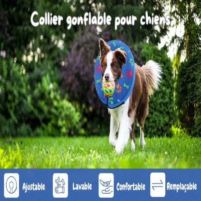 Chien courant dans l’herbe avec un collier lune gonflable bleu autour du cou