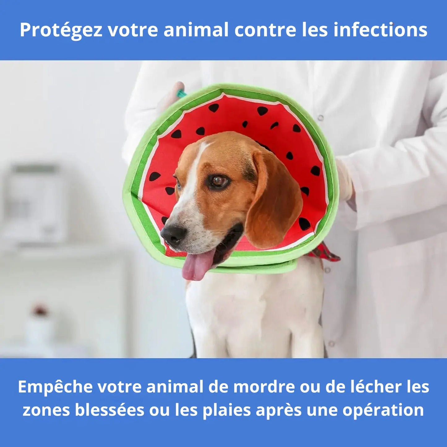 Chien portant un collier lune léger en tissu motif pastèque pour éviter le léchage après une opération